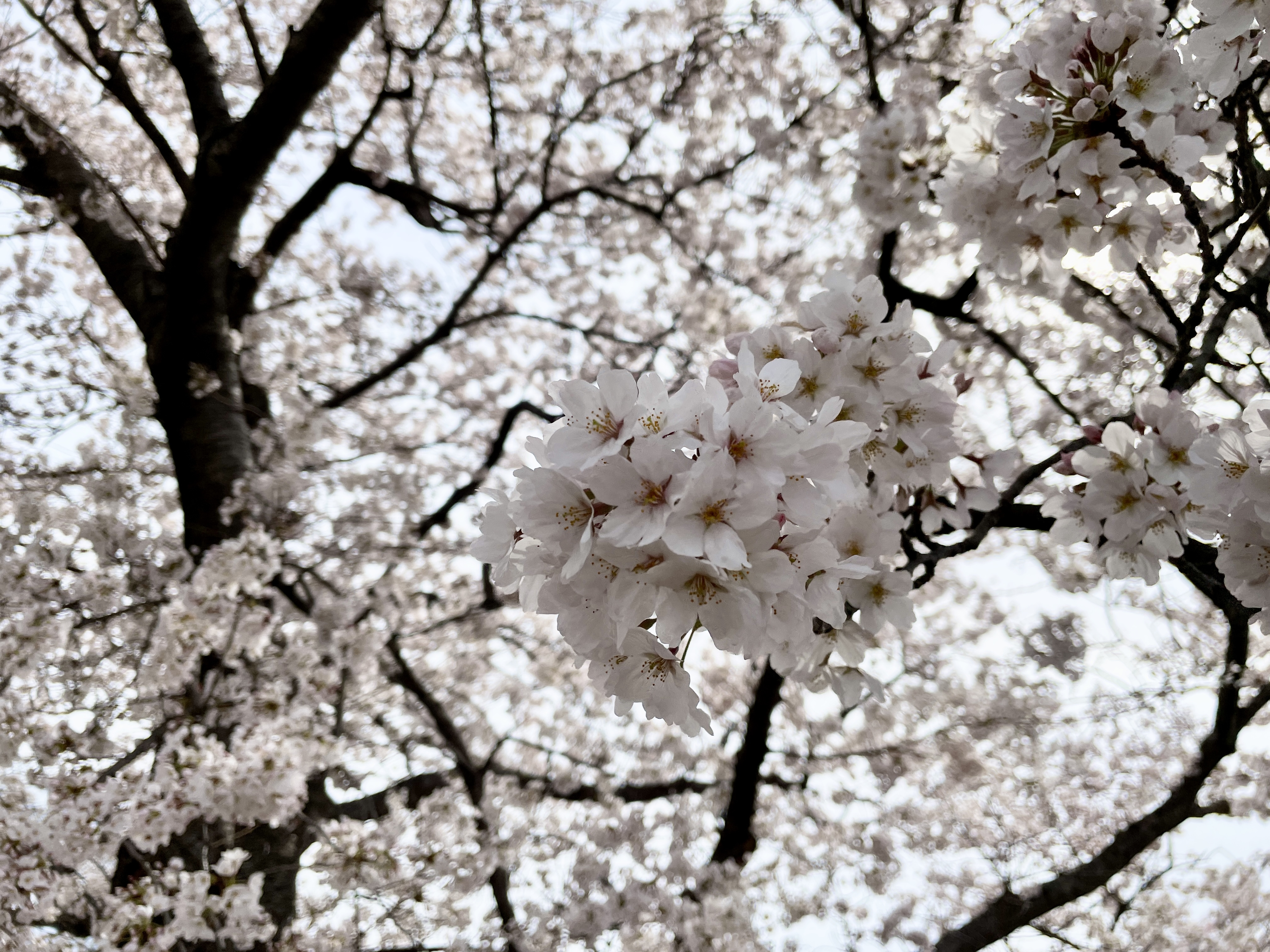 de愛ひろばの桜の画像1 