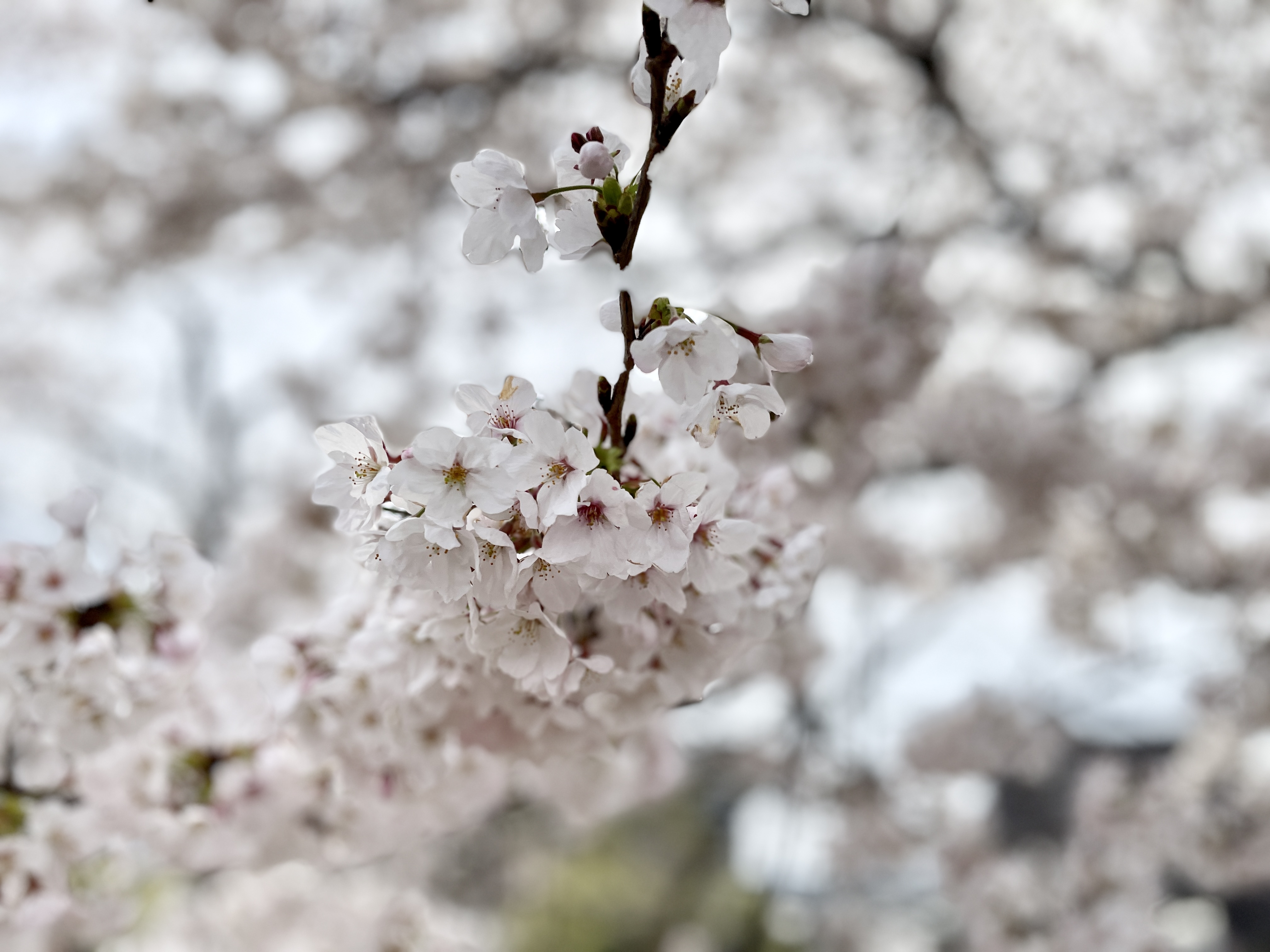 de愛ひろばの桜の画像2